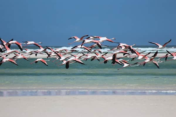 Flamingo birds