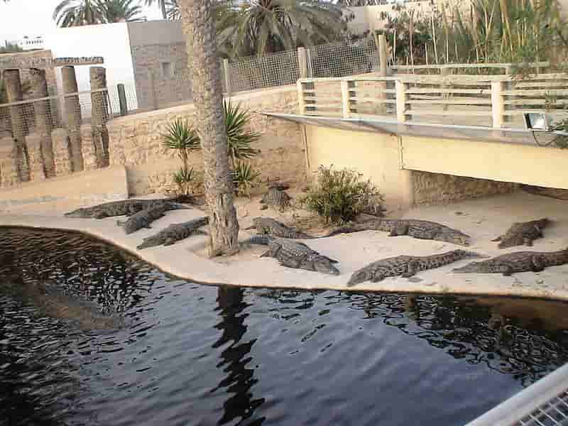 Crocodiles au bord du lac